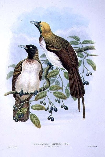 Paradisaea Quilielmi - Lesser Bird of Paradise (cor litho) de William Matthew Hart