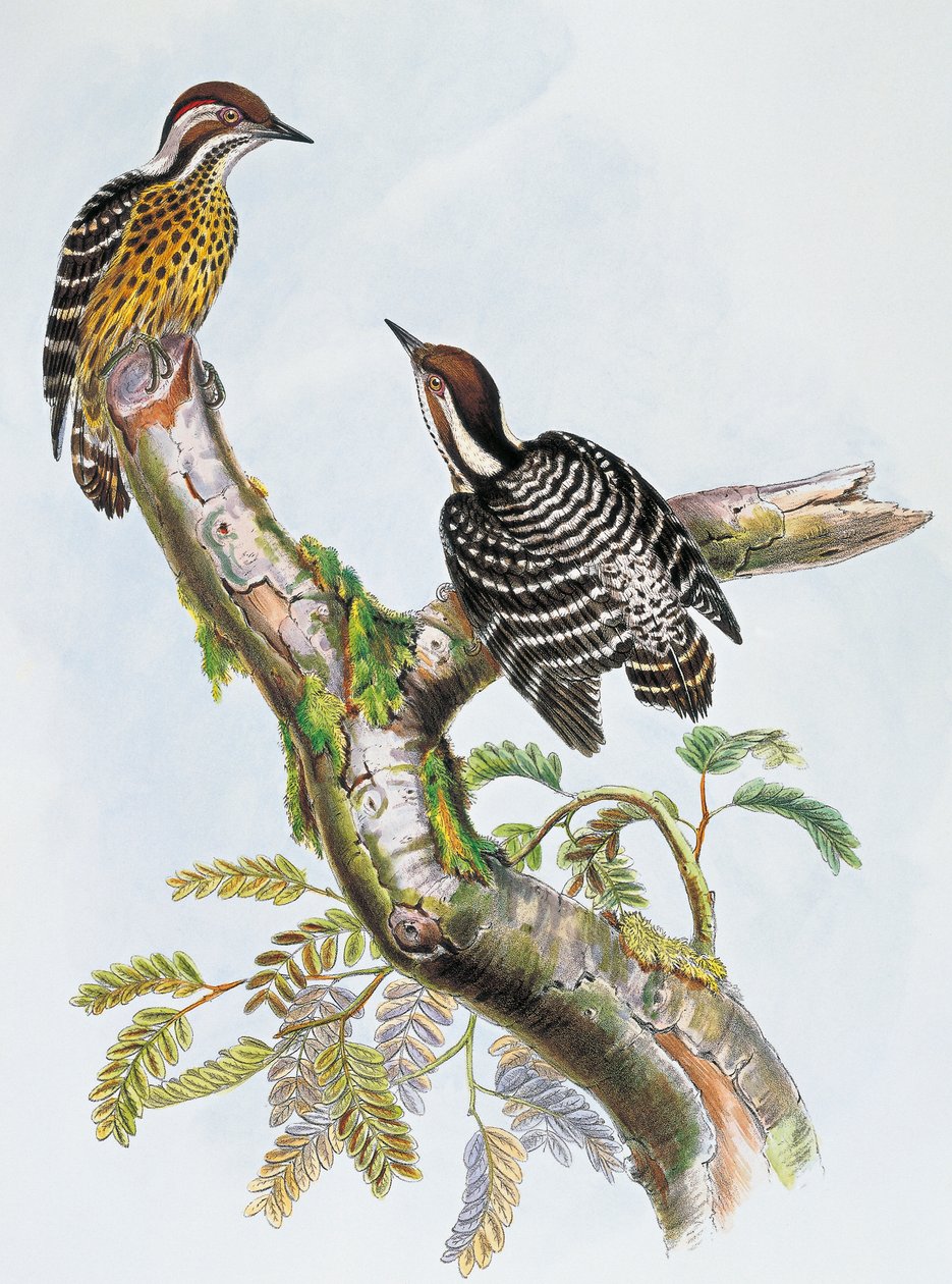 Pica-pau-pigmeu filipino (Dendrocopos maculatus), litografia de William Matthew Hart (1830-1908), Reino Unido de William Matthew Hart
