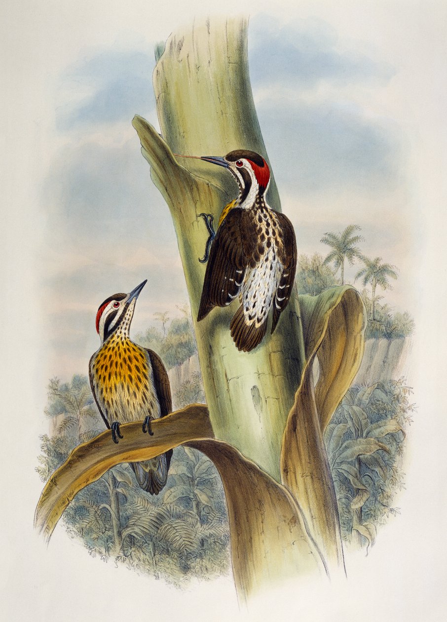 Pica-pau-pigmeu filipino (Dendrocopos maculatus), litografia de Birds of Asia de William Matthew Hart
