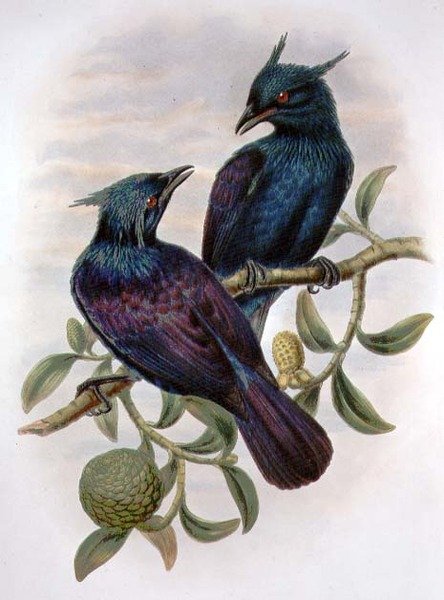 Phonygama Purpureiviolacea (cor litho) de William Matthew Hart