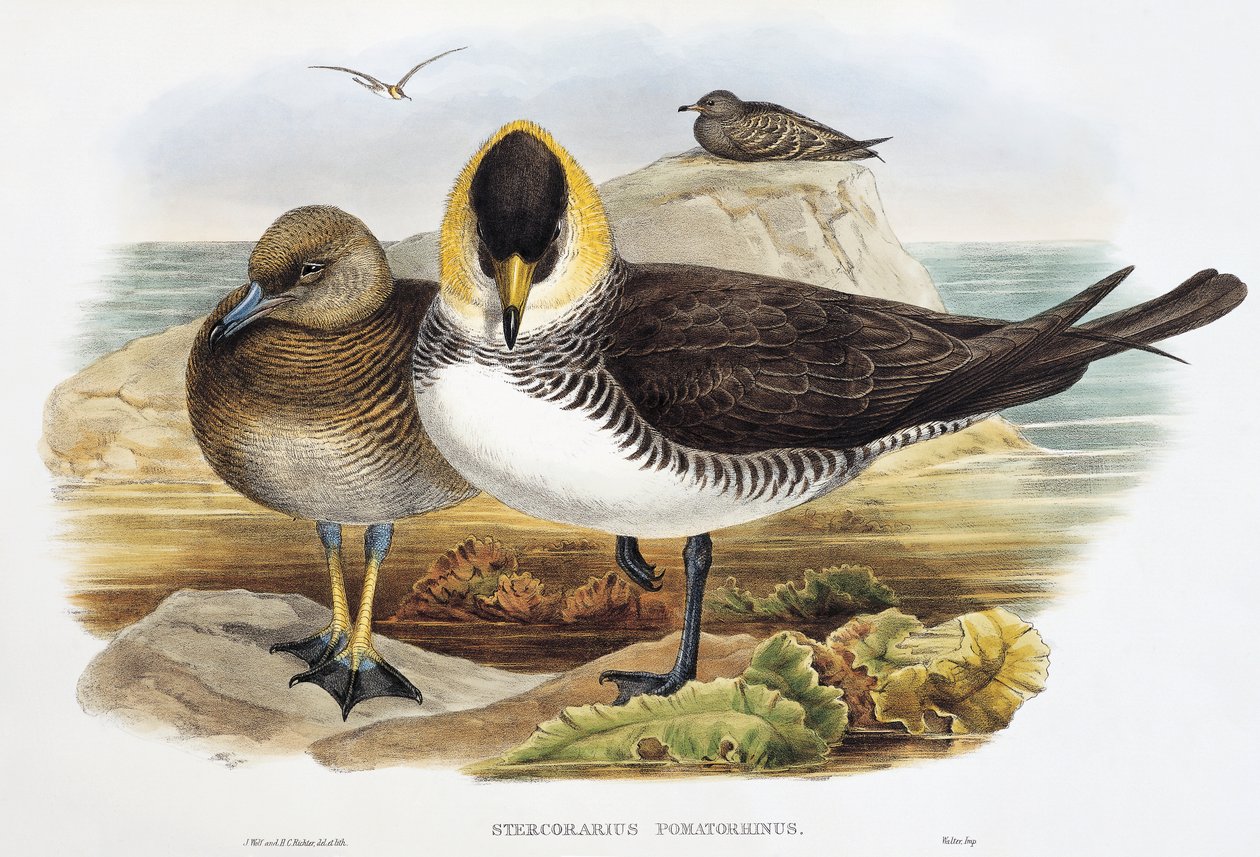 Pomarine Jaeger (Stercorarius pomarinus), litografia de Birds of Great Britain de William Matthew Hart