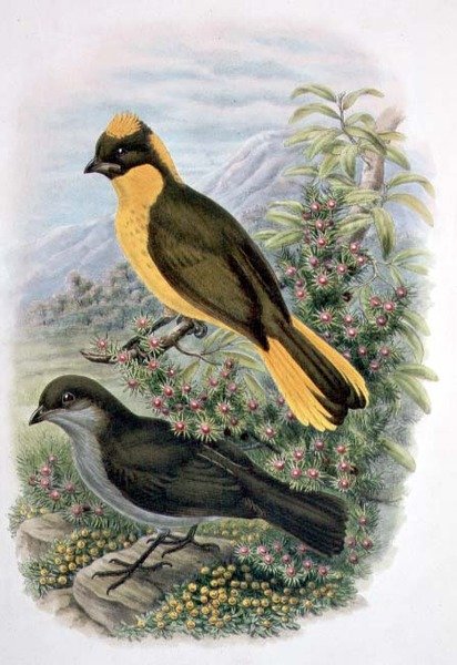 Prinodura Newtoniana, Golden Bowerbird (cor litho) de William Matthew Hart