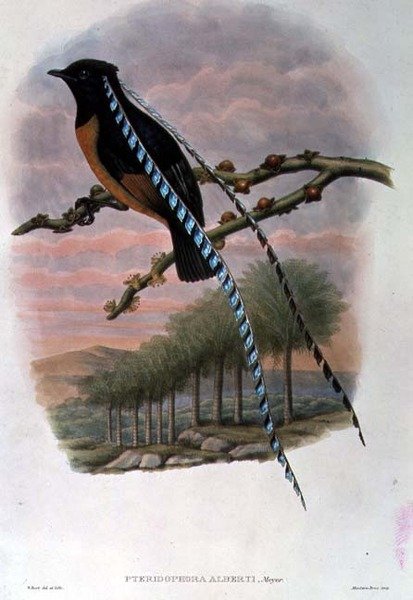 Pteridophora Alberti, Rei da Saxônia Pássaro do Paraíso (cor litho) de William Matthew Hart