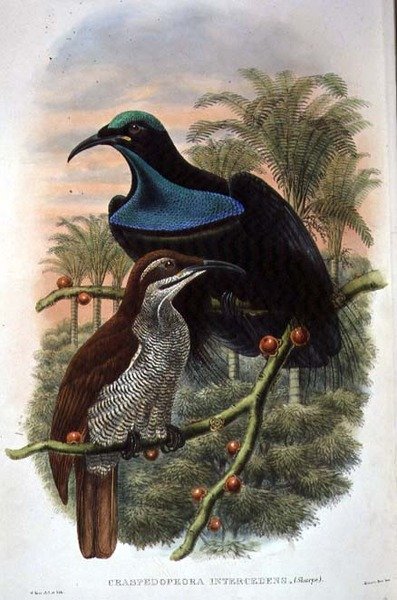 Ptiloris Magnificus, ave espingarda do paraíso (cor litho) de William Matthew Hart