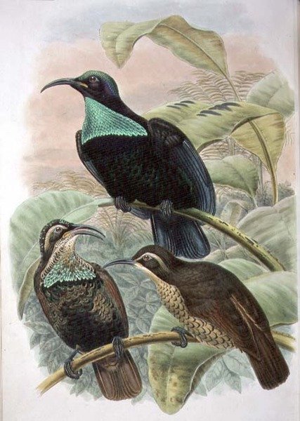 Ptiloris Paradiseus, Ave do Paraíso (cor litho) de William Matthew Hart