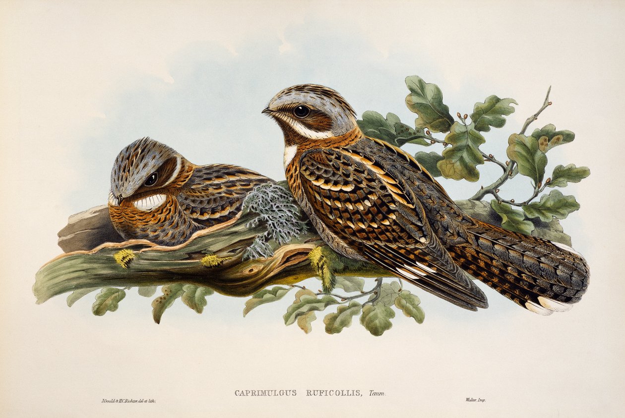 Noite de Pescoço Vermelho (Caprimulgus ruficollis), litografia de Aves da Grã-Bretanha de William Matthew Hart