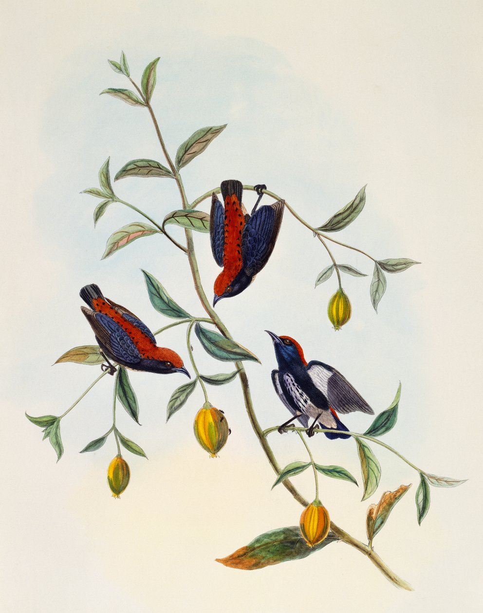 Pica-flores de costas escarpadas (Dicaeum cruentatum), gravura de William Matthew Hart (1830-1908), Reino Unido de William Matthew Hart