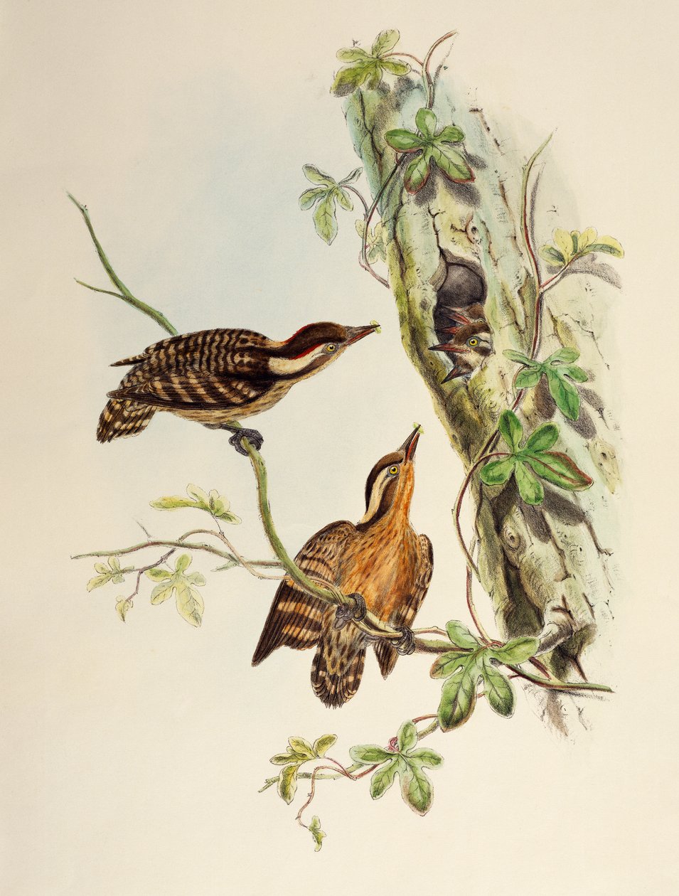 Pica-pau Sunda (Dendrocopos moluccensis), litografia de Aves da Ásia de William Matthew Hart