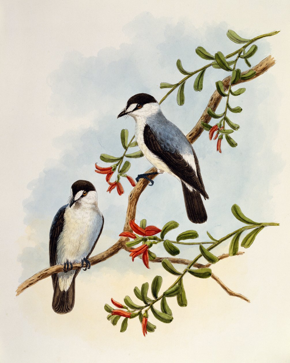 Torrent Robin (Monachella muelleriana), gravura de William Matthew Hart (1830-1908), Reino Unido de William Matthew Hart