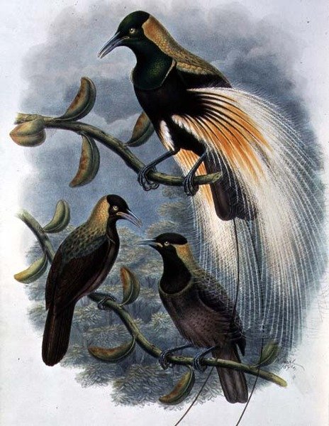 Trichoparadisea Gulielmi (cor litho) de William Matthew Hart