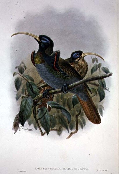 White Sickle-billed Bird of Paradise (cor litho) de William Matthew Hart