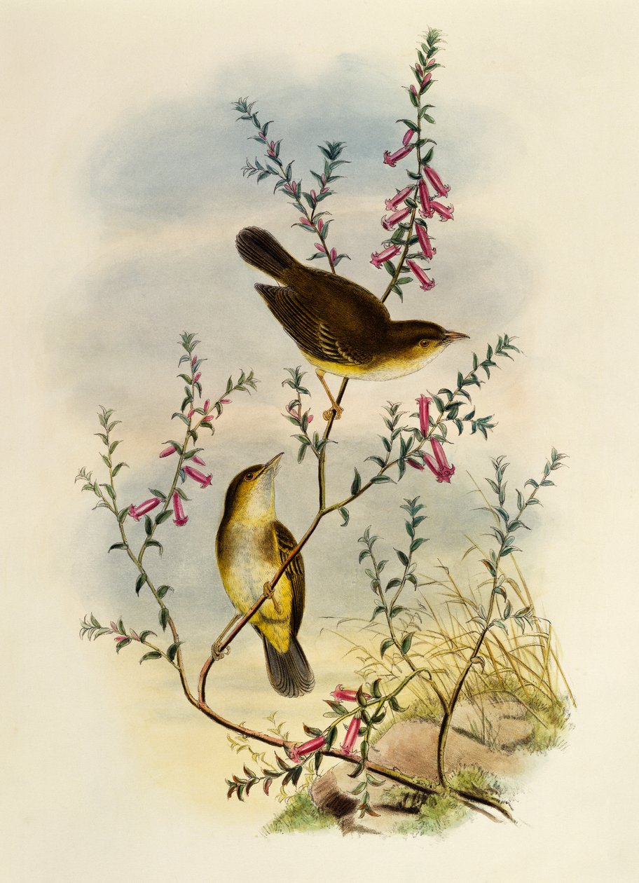 White Spotted Flycatcher (Pseudogerygone notata), gravura de William Matthew Hart (1830-1908), Reino Unido de William Matthew Hart