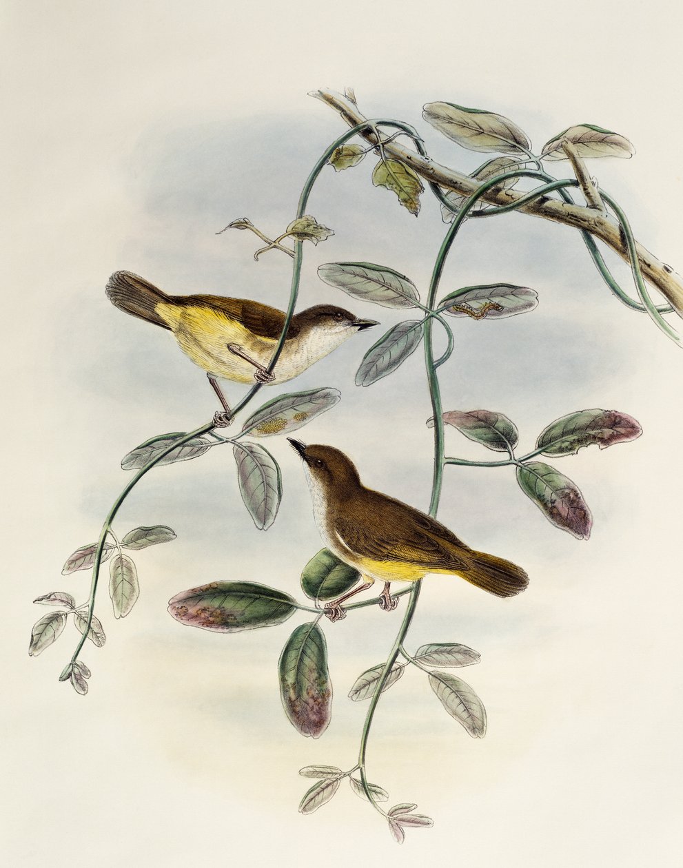 Gerygone de barriga amarela (Gerygone chrysogaster), litografia da Birds of Asia de William Matthew Hart