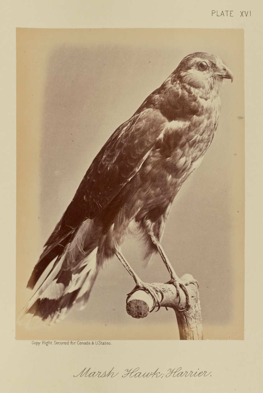 Falcão dos pântanos; Harrier de William Notman