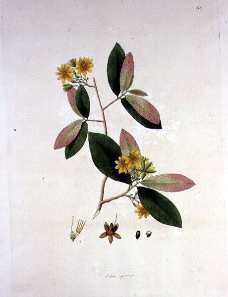 Ochna squarrosa, ilustração de 
