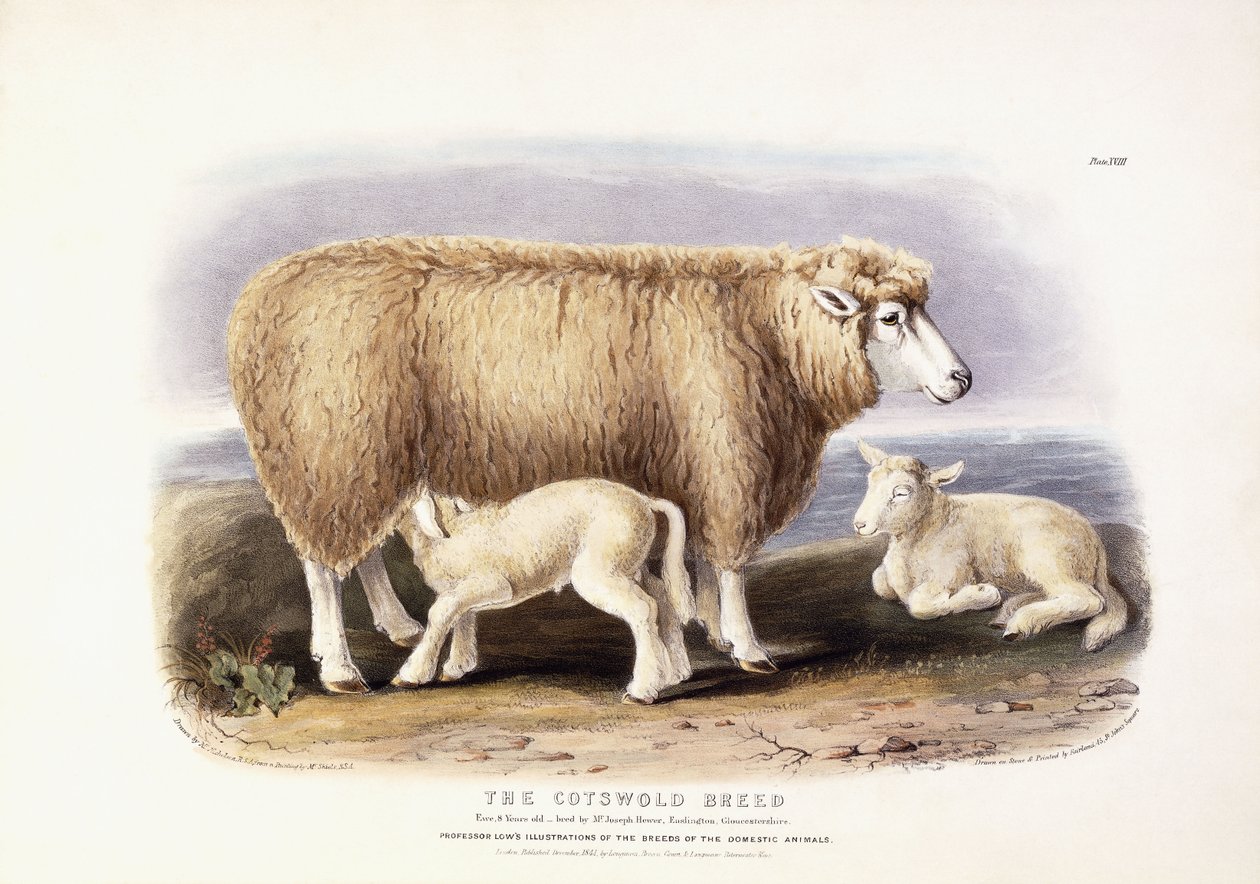 A raça Cotswold, ovelha, 8 anos, 1840-1842 de William Shiels