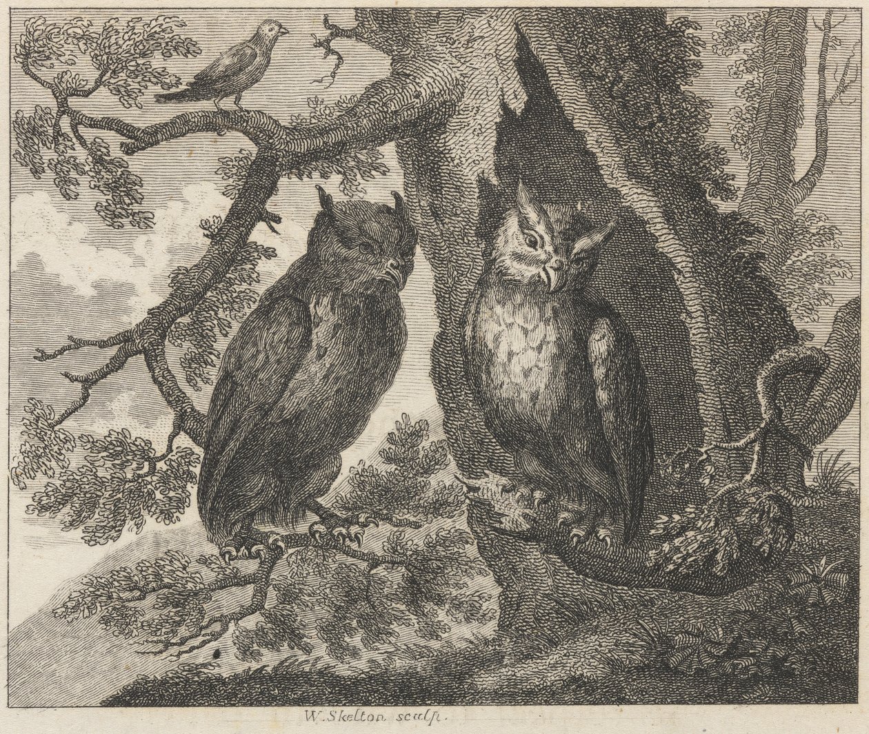As Duas Corujas e o Pardal de William Skelton