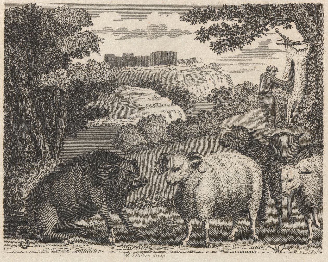O Javali e o Carneiro de William Skelton