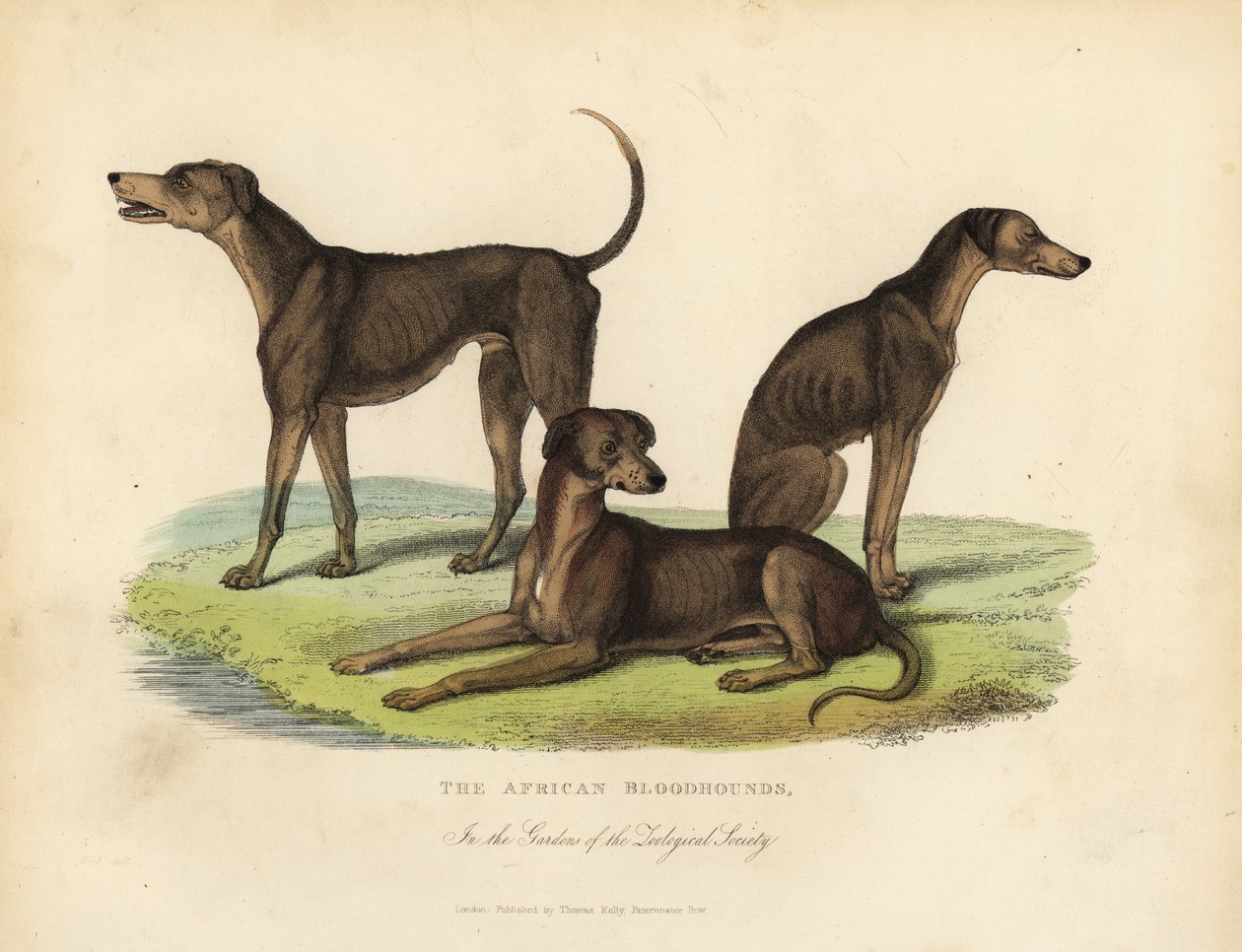 African Bloodhounds in the Gardens of the Zoological Society. de William Smellie