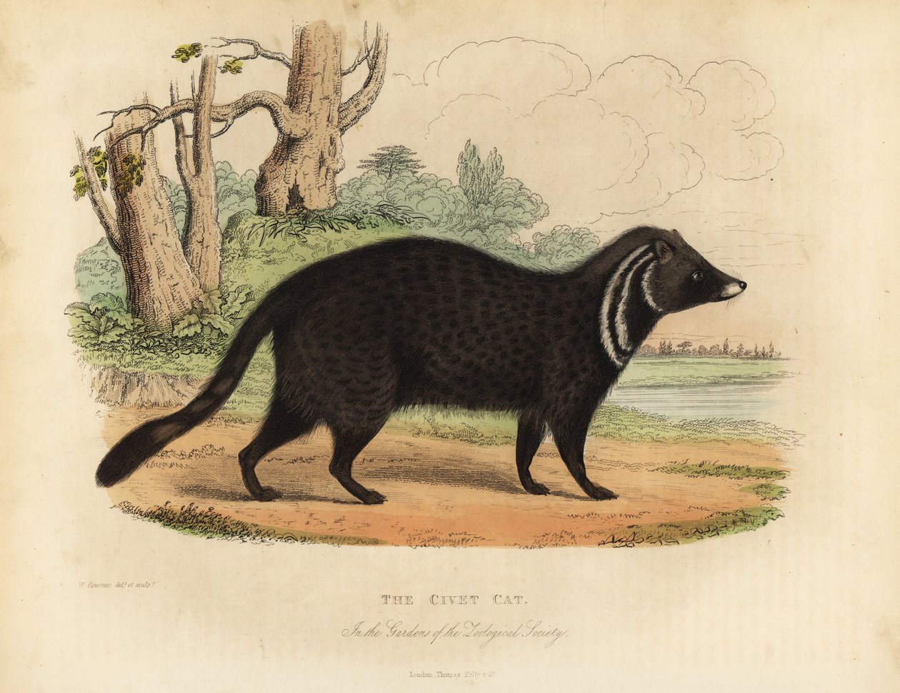 African civet, Civettictis civetta. de William Smellie