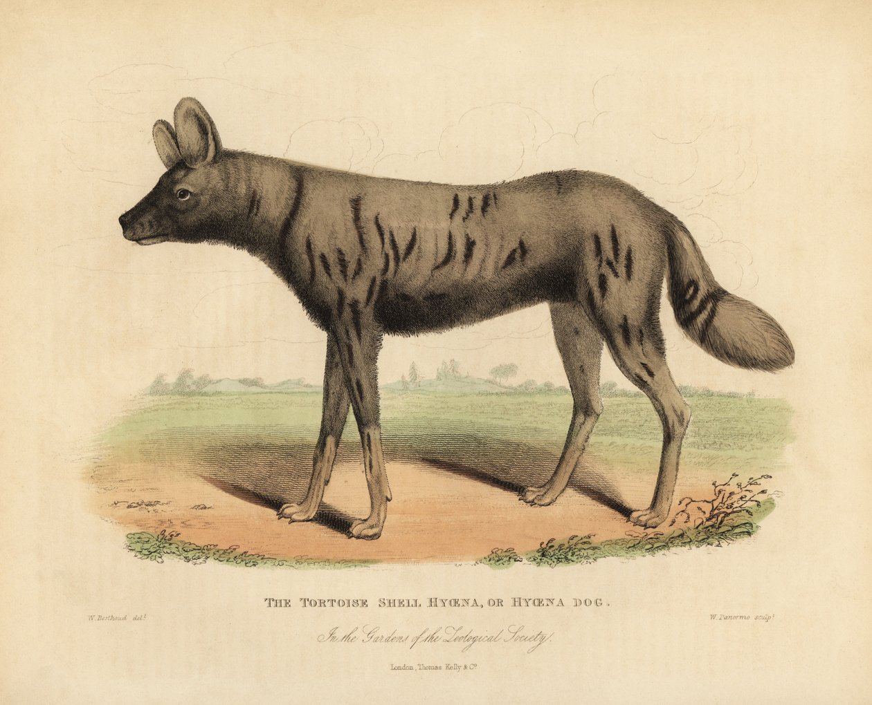 Cão de caça africano, Lycaon pictus. de William Smellie