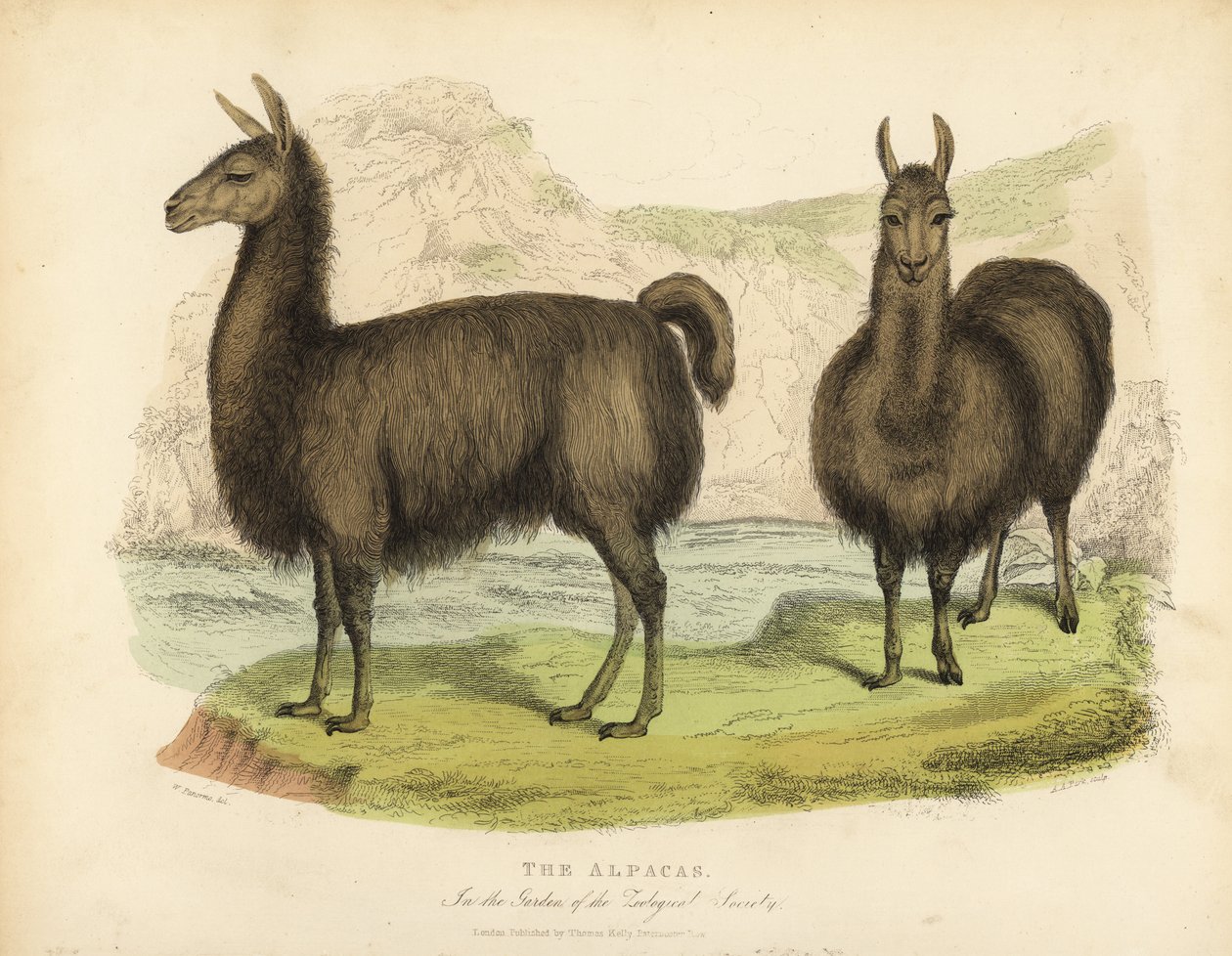 Alpaca, Vicugna Pacos. de William Smellie