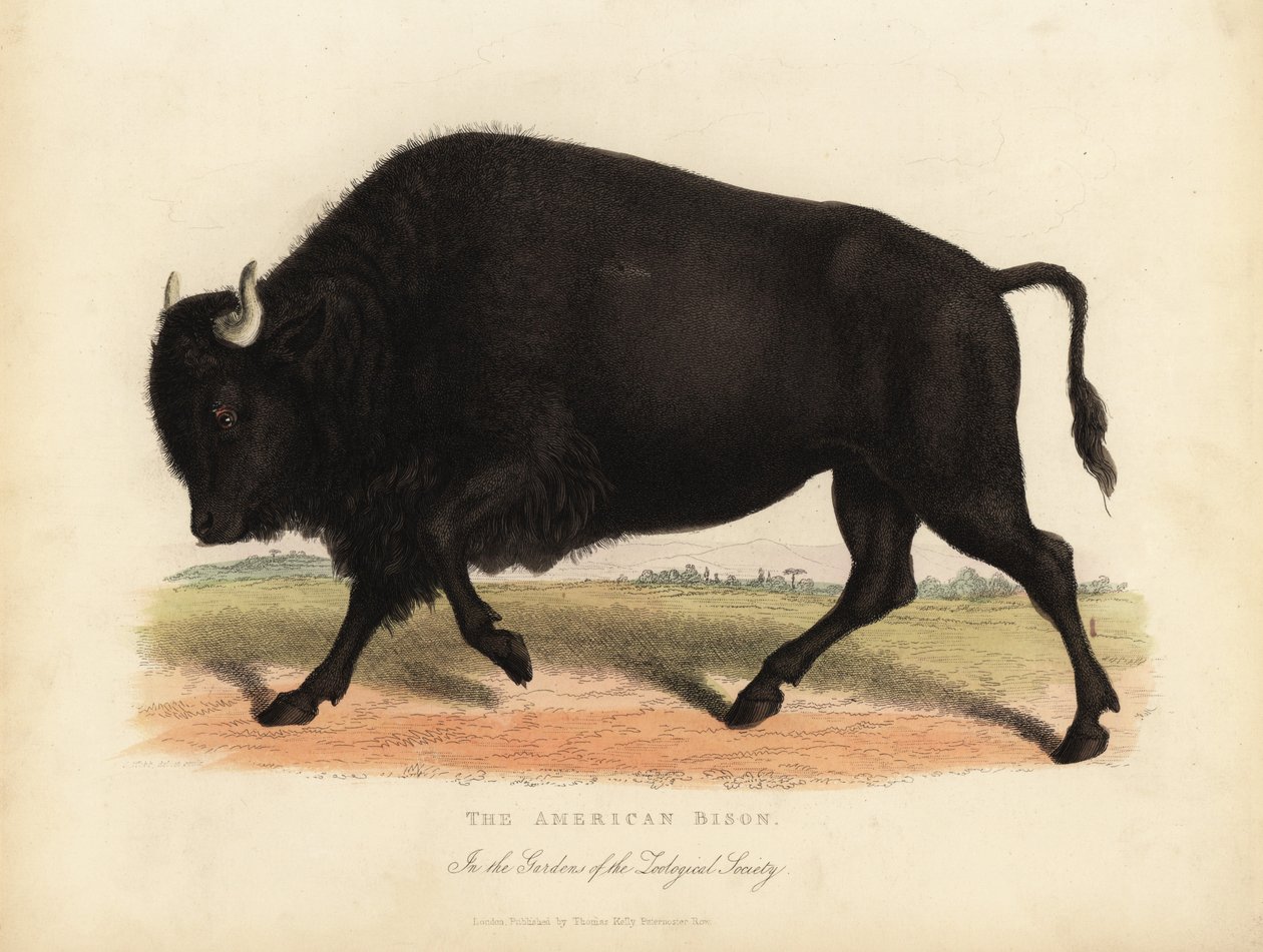 Bisonte americano ou búfalo, bisonte búfalo. de William Smellie