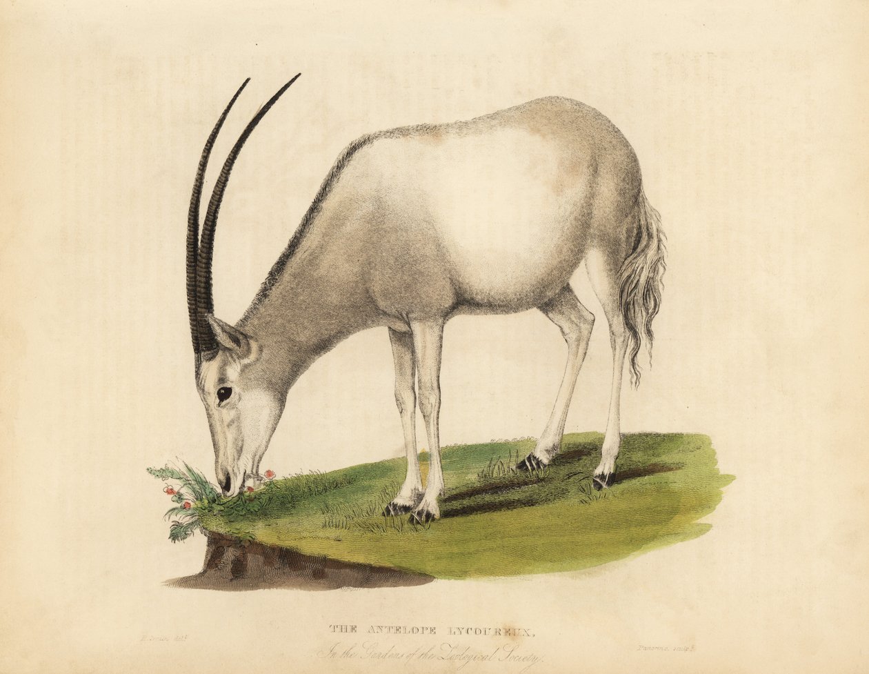 Oryx árabe ou oryx branco, Oryx leucoryx. Vulnerável. de William Smellie