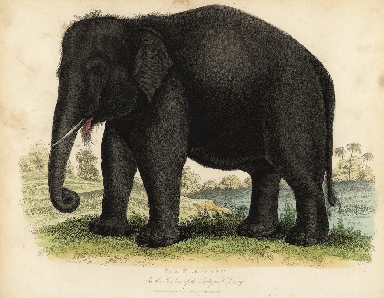 Elefante asiático, Elephas maximus, em perigo de extinção. de William Smellie