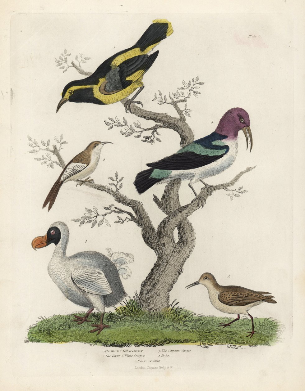 Creeper preto e amarelo, creeper marrom e branco, Certhia americana, Cayenne creeper, Dacnis cayana, Dodo, Raphus cucullatus, e purre ou stint, Calidris alpina. Gravura em chapa de cobre colorida à mão por um artista desconhecido de William Smellie