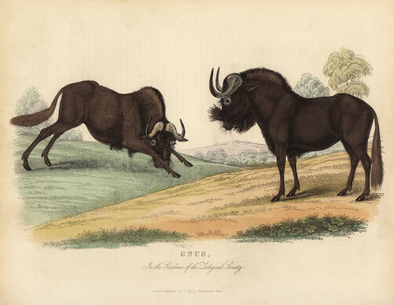 Gnu preto, Connochaetes gnou. de William Smellie