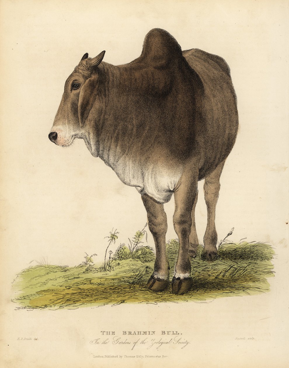 Brahma raça de gado zebuína, Bos taurus indicus. de William Smellie