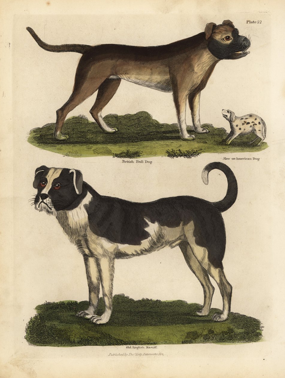 Raças de cães, Canis lupus familiaris. de William Smellie