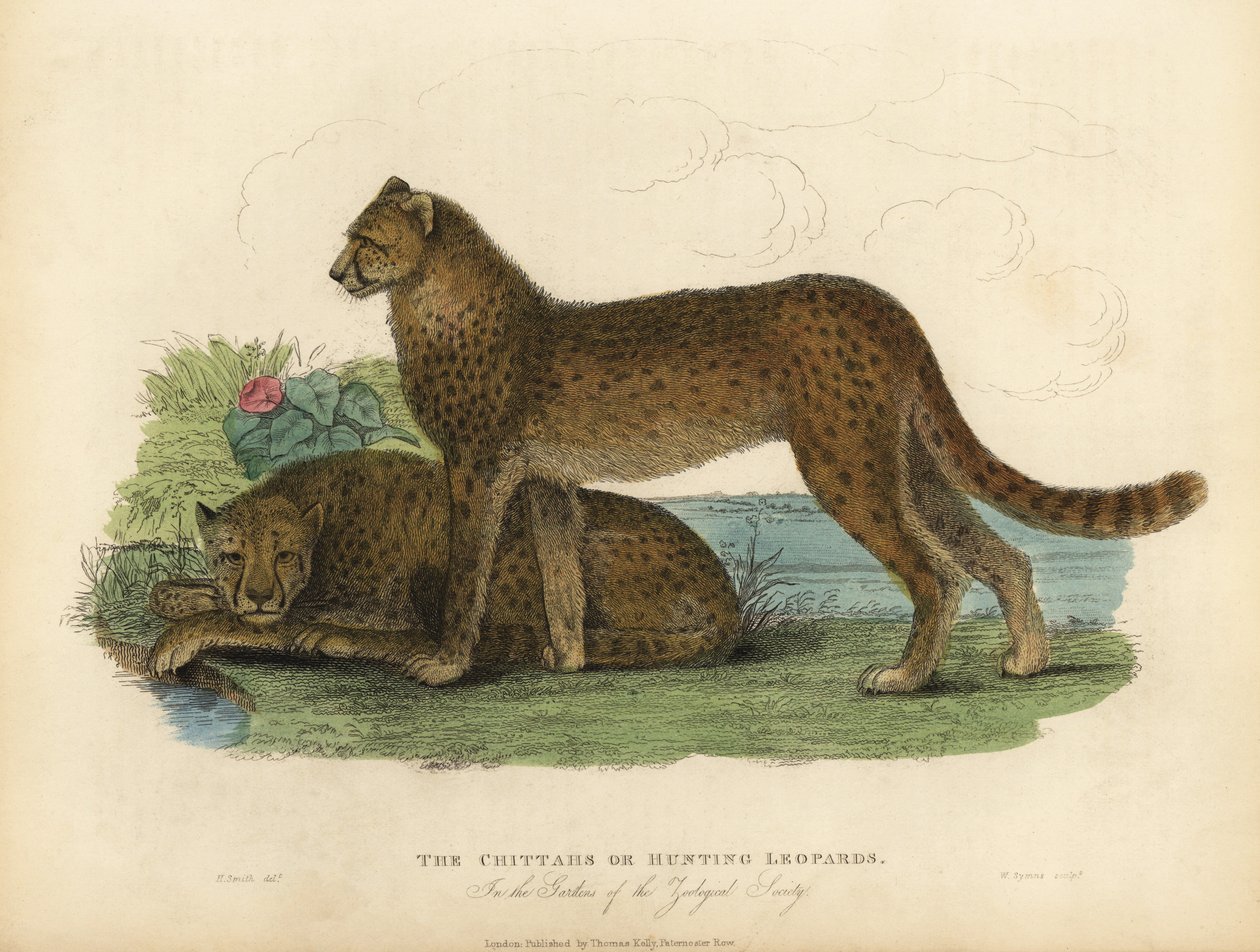 Cheetah, Acinonyx jubatus. de William Smellie