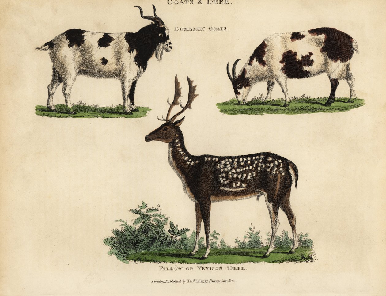 Cabras domésticas e veados em pousio ou veado. de William Smellie