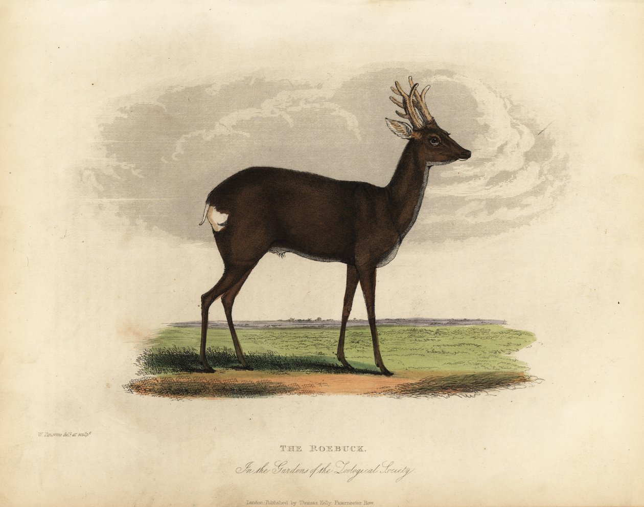 Veado europeu de ova, Capreolus capreolus. de William Smellie