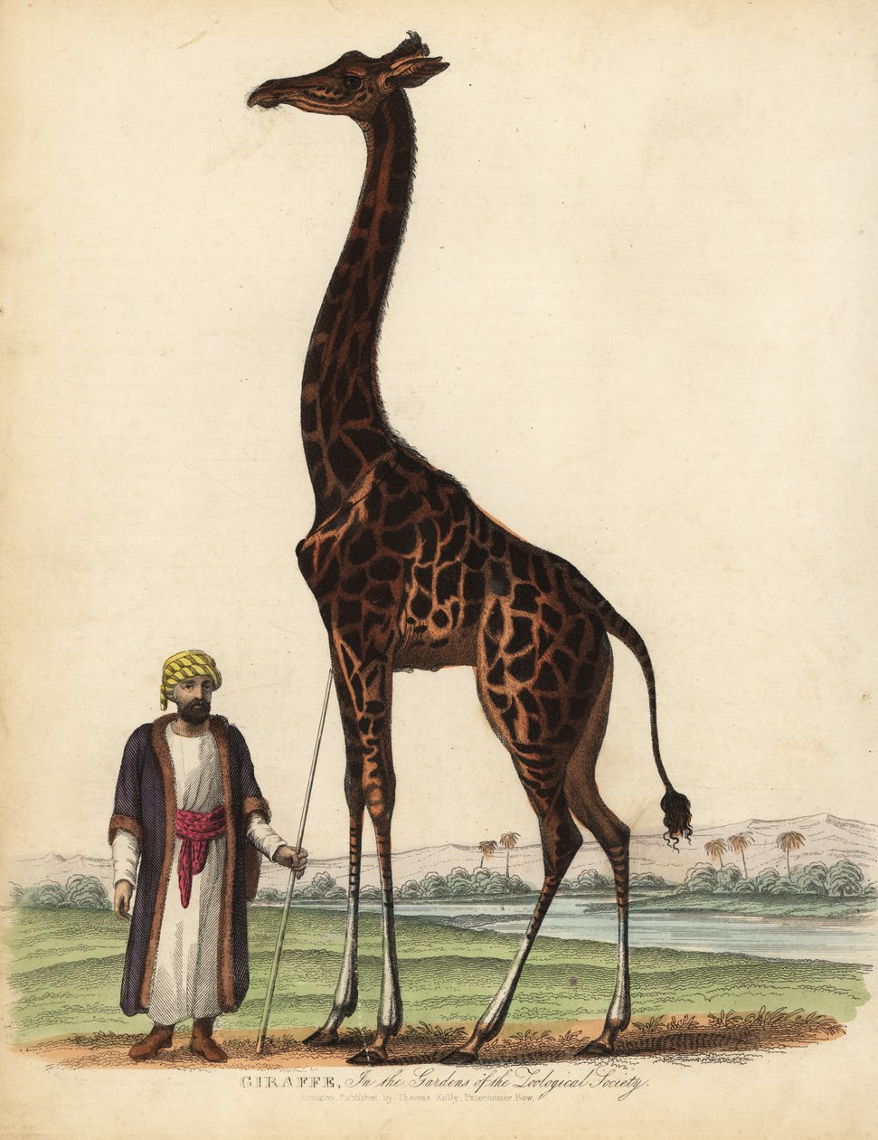 Girafa, Girafa camelopardalis. de William Smellie