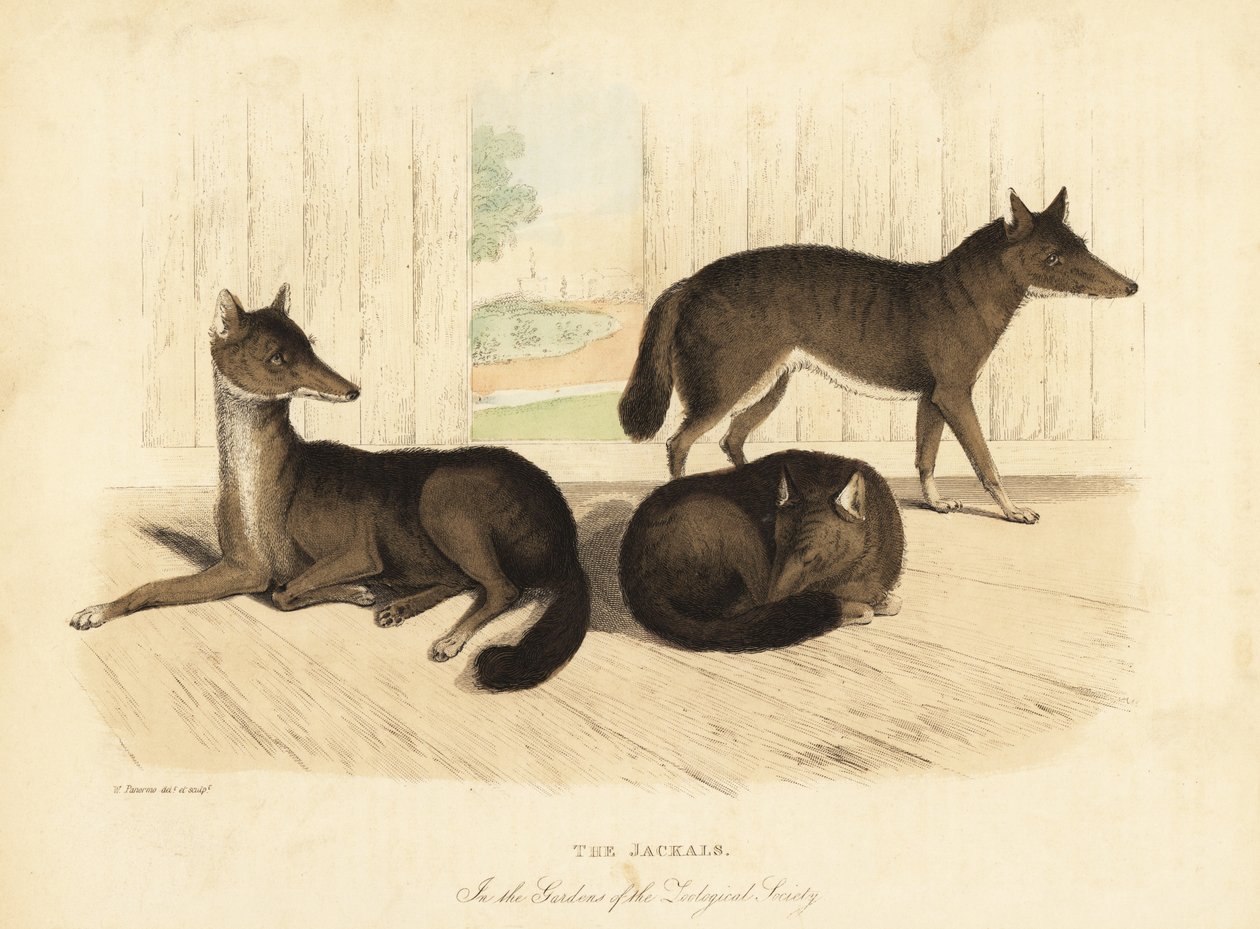 Chacal dourado, Canis aureus. de William Smellie