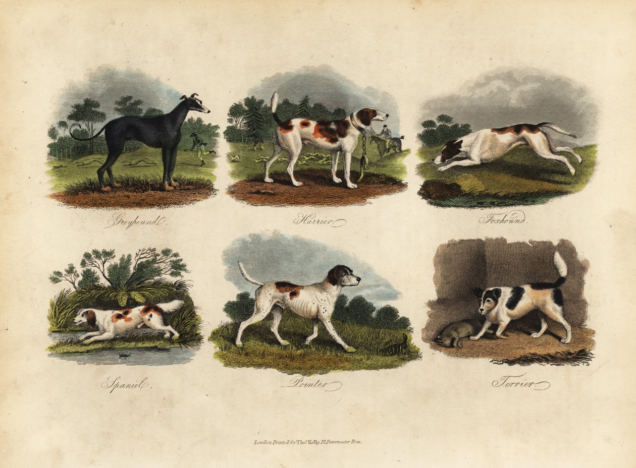 Greyhound, Harrier, Foxhound, Spaniel, Pointer, Terrier. de William Smellie