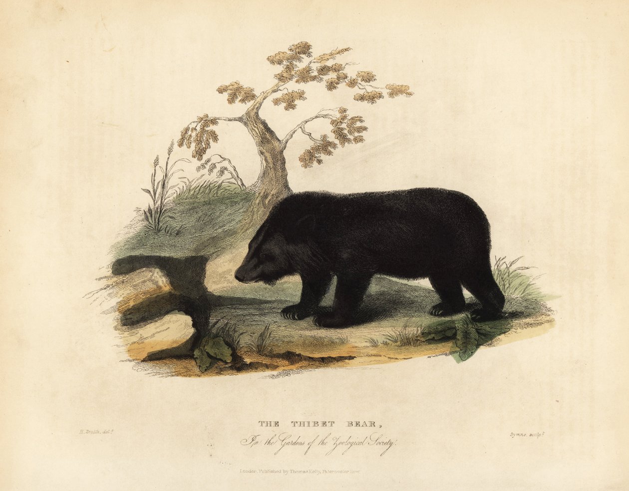 Urso negro do Himalaia, Ursus thibetanus laniger. de William Smellie