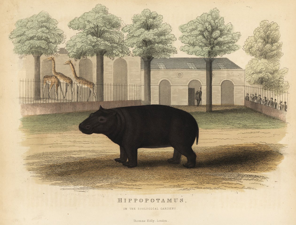 Hipopótamo ou hipopótamo, Hipopótamo anfíbio. de William Smellie
