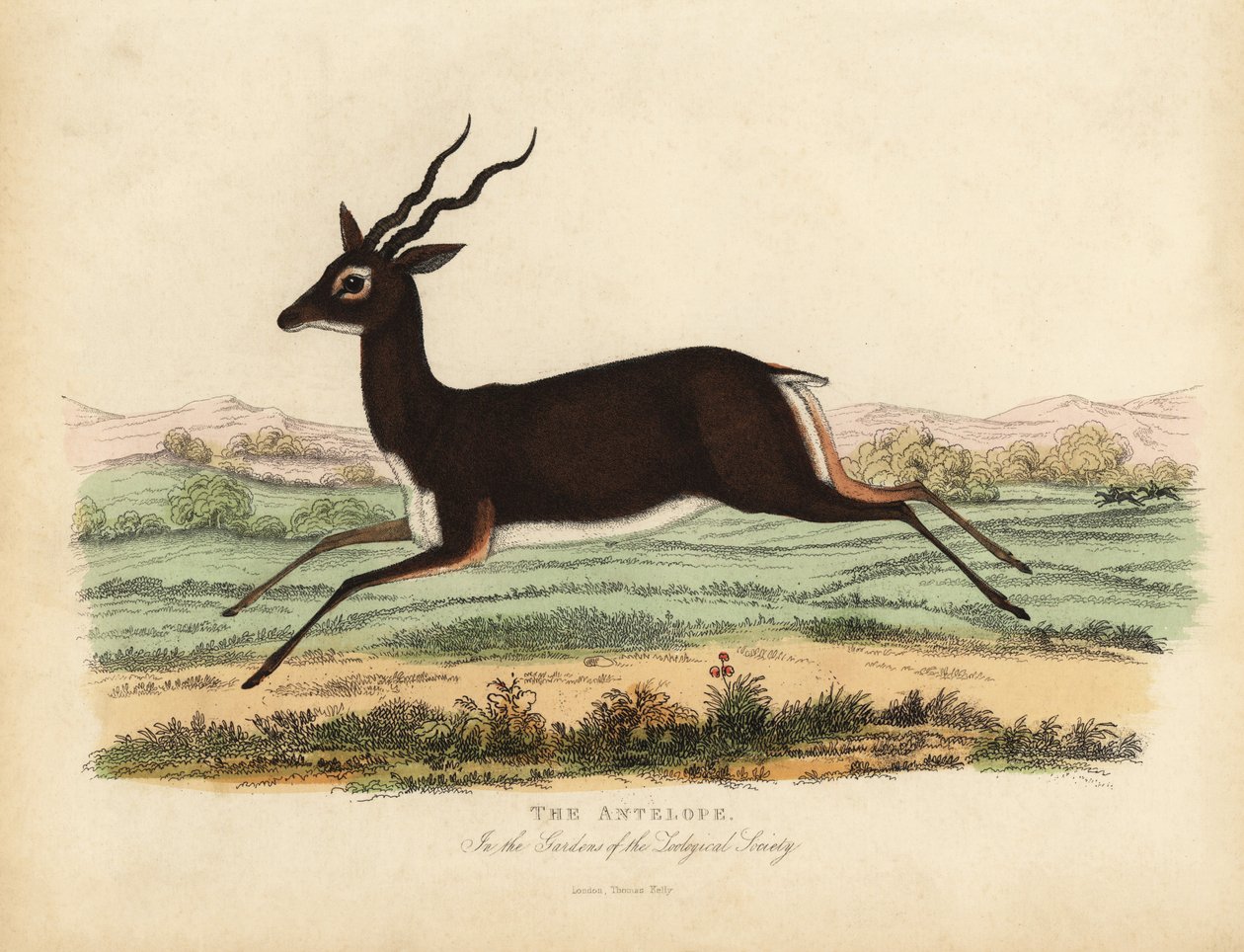 Antílope indiano ou Blackbuck, Antilope cervicapra. de William Smellie