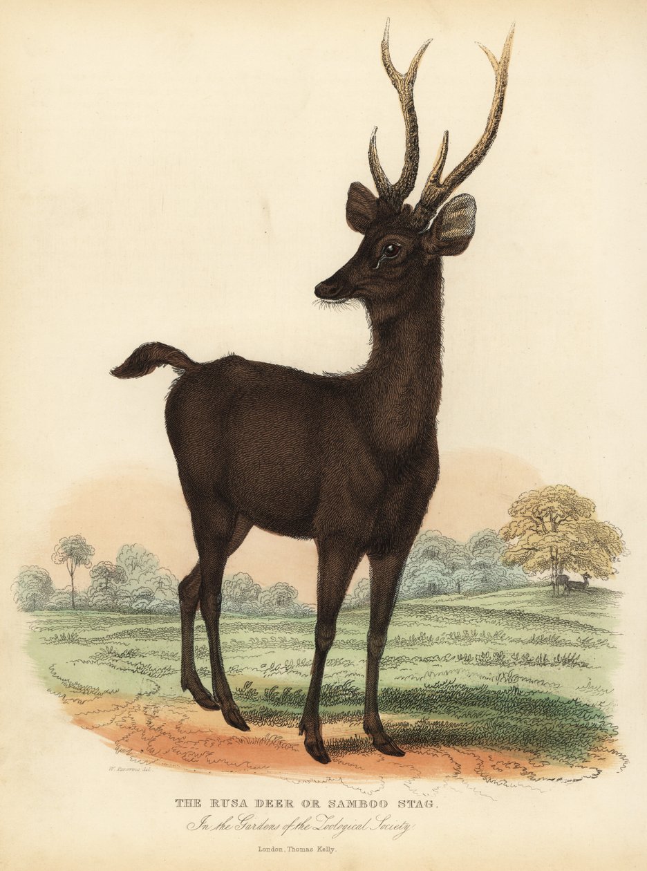 Javan rusa ou Sunda sambar veado, Rusa timorensis. Vulnerável. de William Smellie