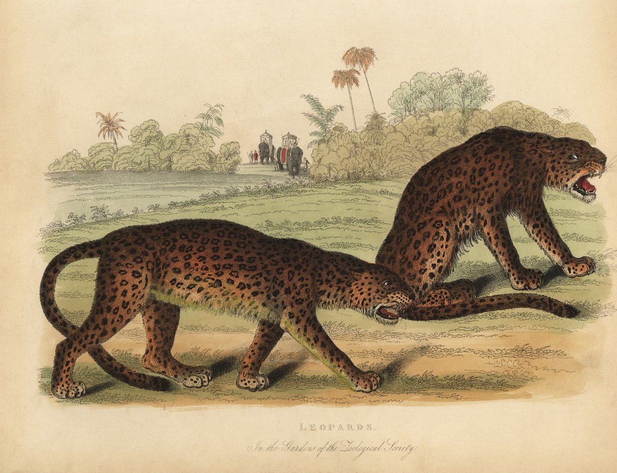 Leopardos, Panthera pardus. de William Smellie