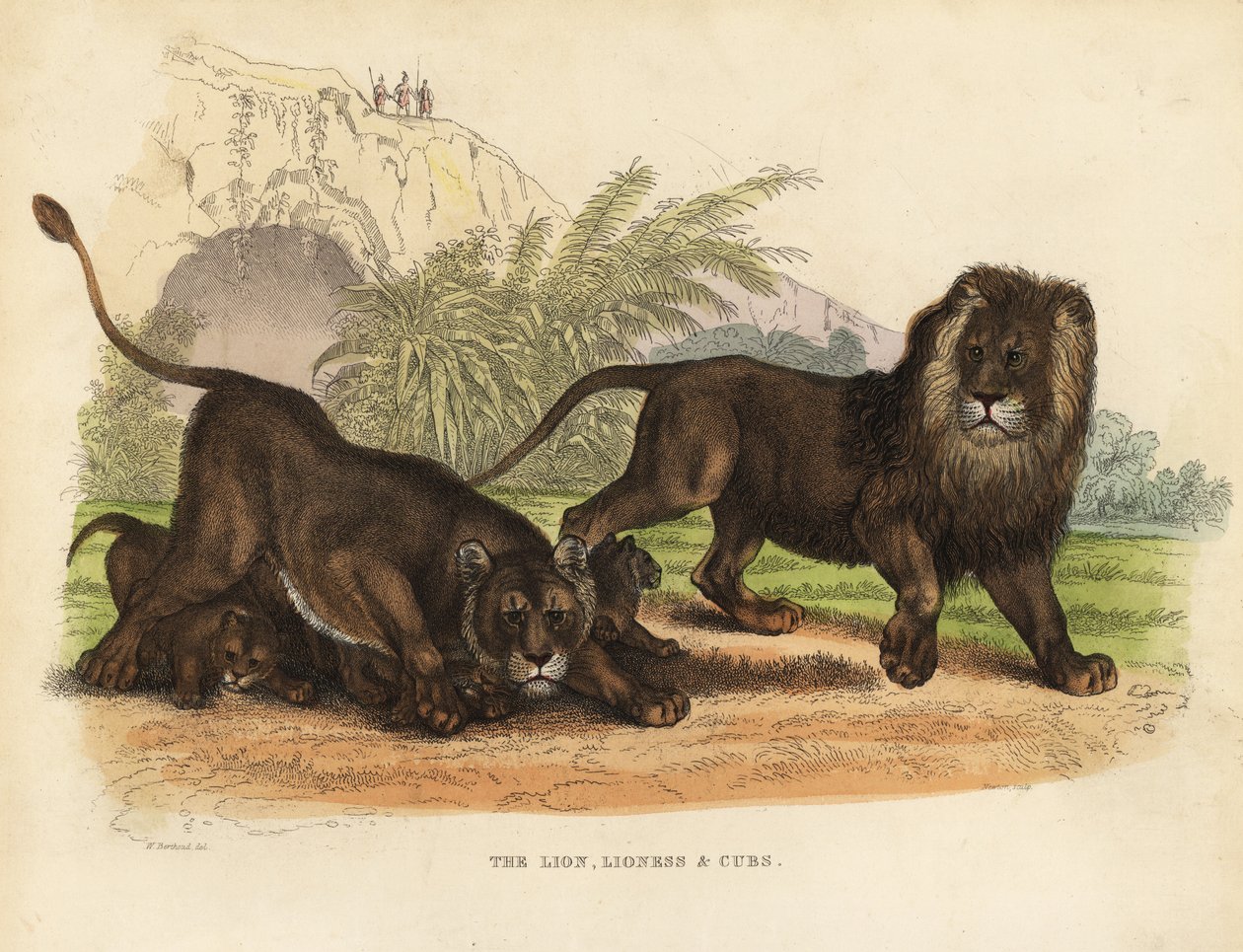 Lioness, Lioness e Leõezinhos, Panthera leo. de William Smellie