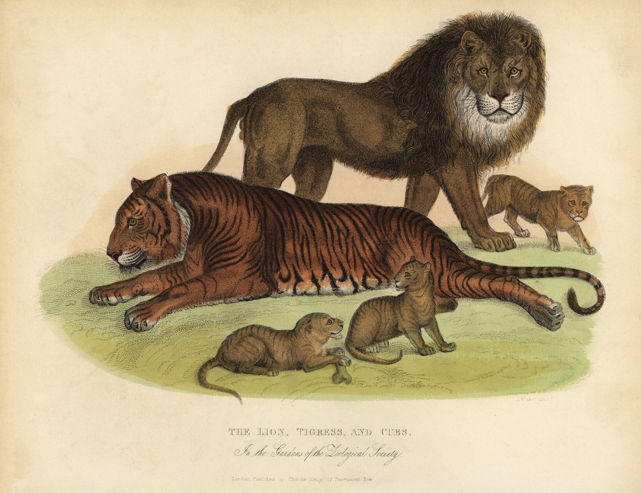 Leão, Tigresa e Leõezinhos. de William Smellie