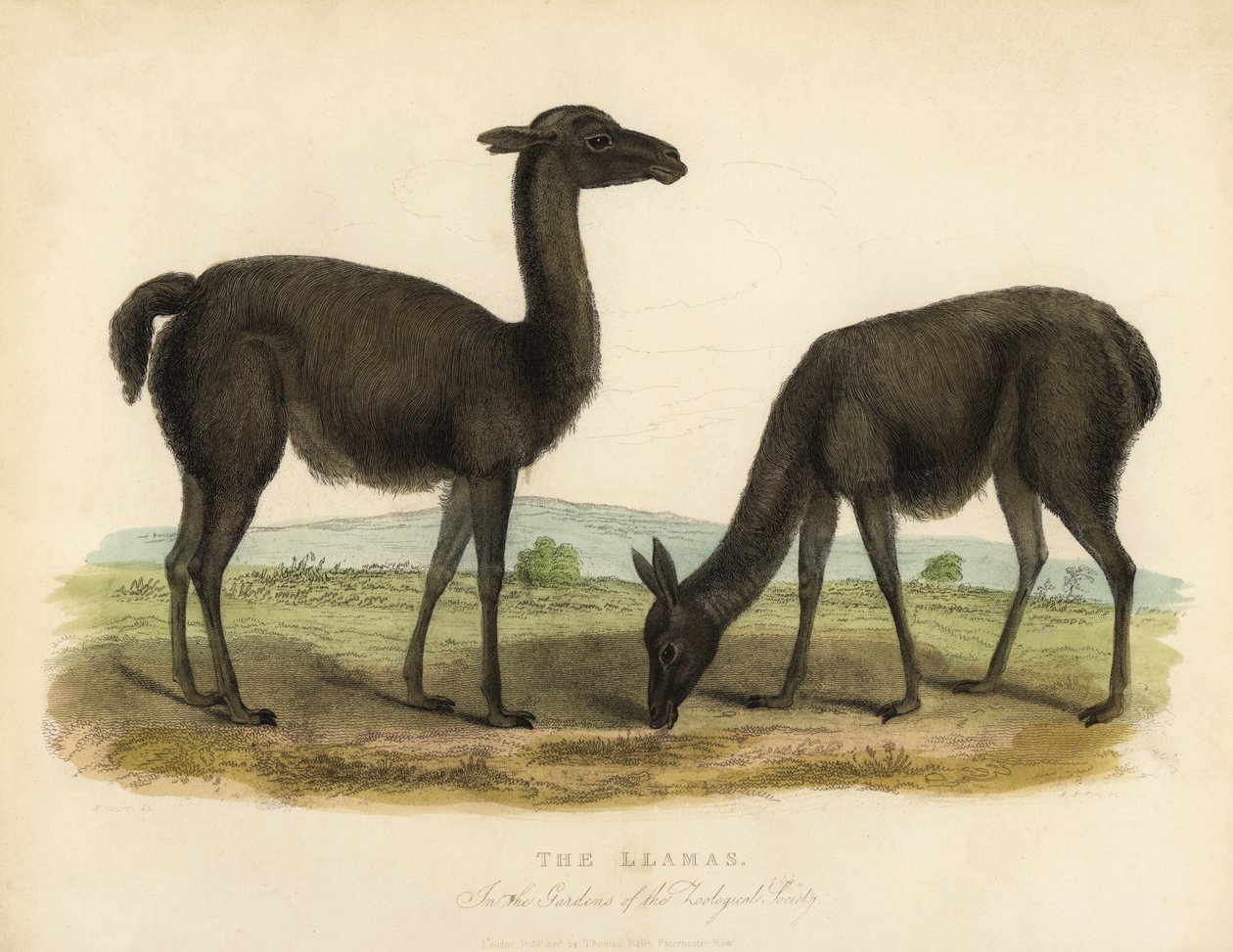 Llama, Lama glama. de William Smellie