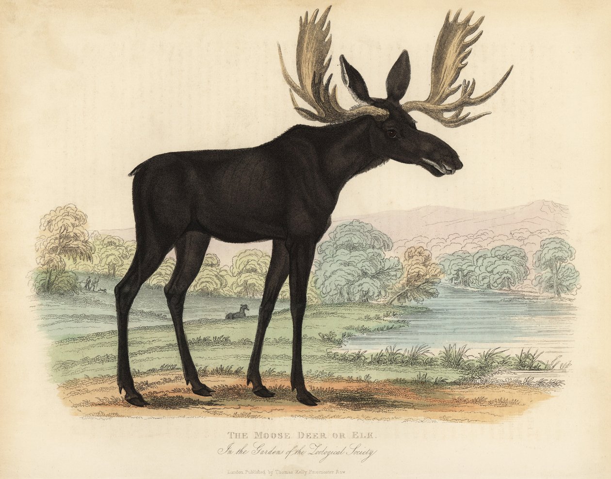 Alce ou alce, Alces alces. de William Smellie