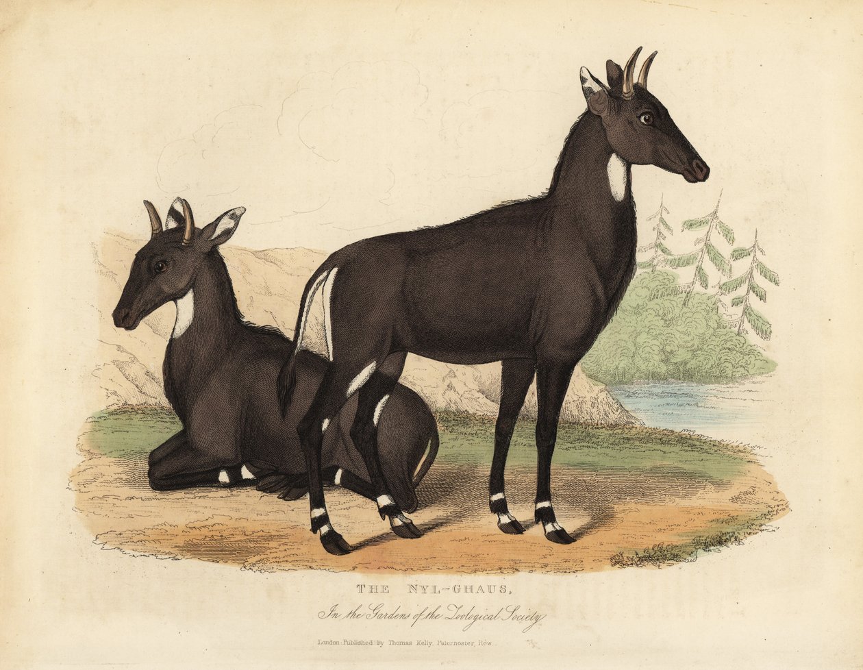 Nilgai ou touro azul, Boselaphus tragocamelus. de William Smellie