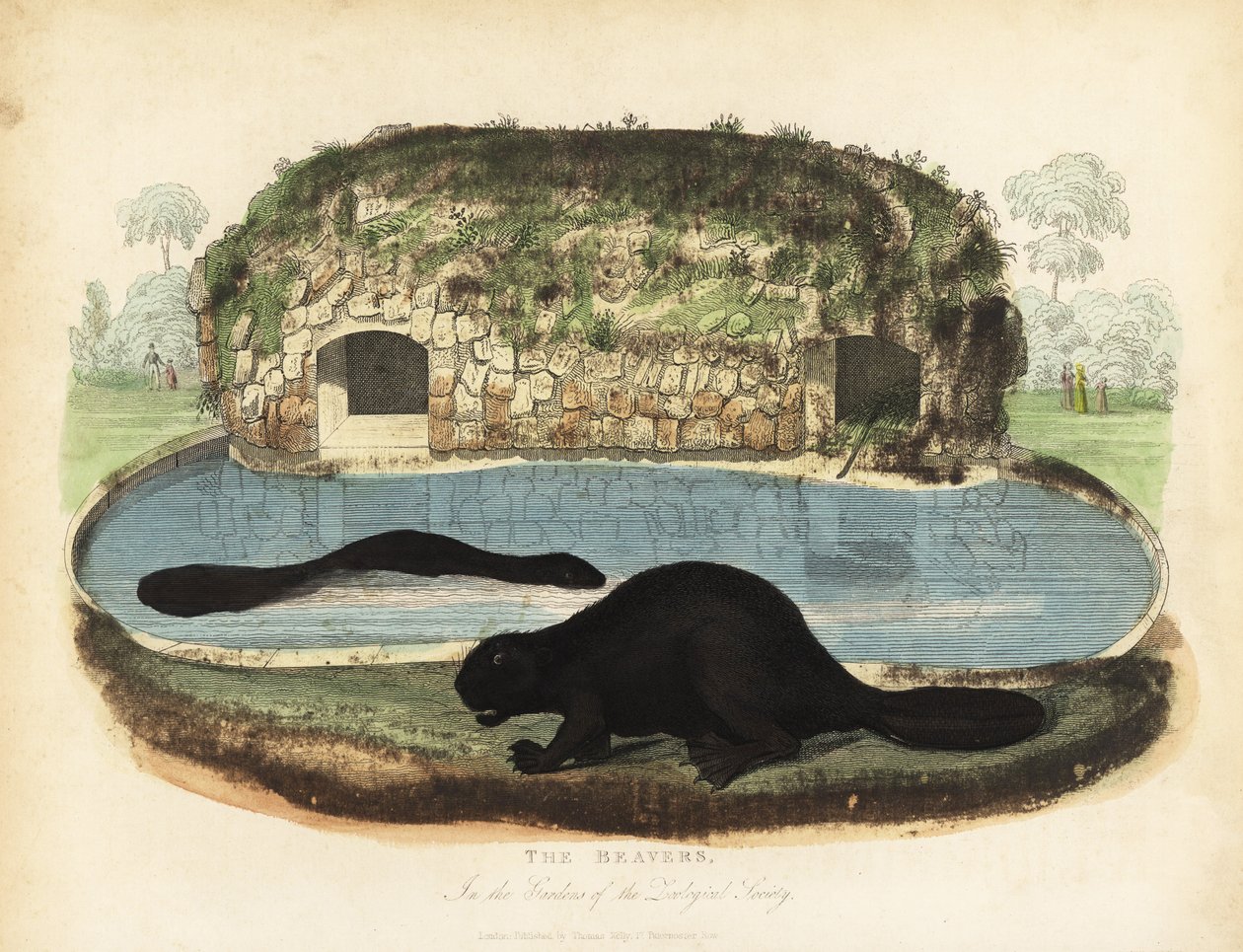 Castor canadensis, Castor canadensis. de William Smellie